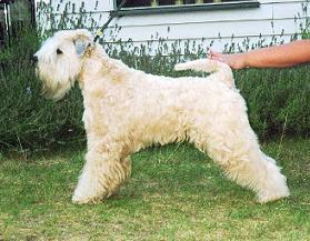 mascot