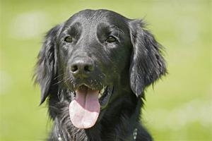Flat-Coated-Retriever