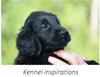 Kennel_inspirations_2022