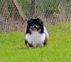 Kenzo i Rogaland Hundepark 2012