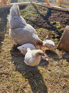 Pärla och hennes kycklingar 5veckor