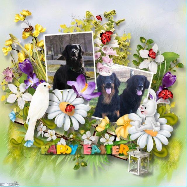 Funny easter - 2zxDa-3iOYm - normal Funny easter - 2zxDa-3iOYm - normal
