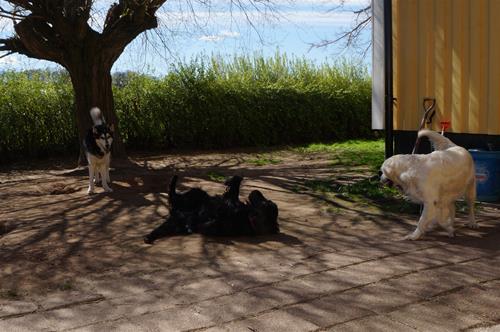 DSC03532 DSC03532