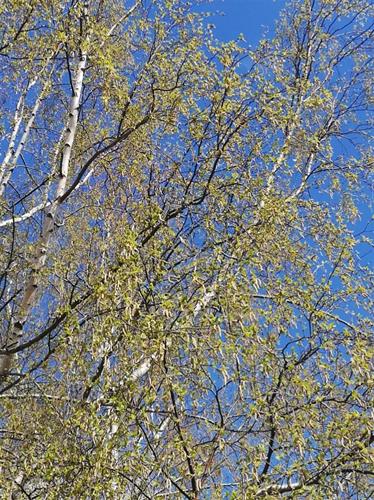 IMG_20190408_155520 IMG_20190408_155520