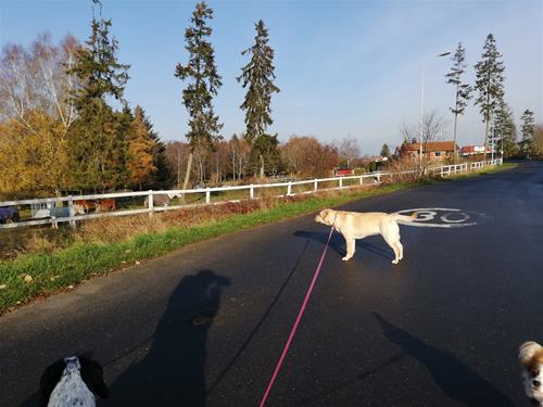 IMG_20191113_111724 IMG_20191113_111724