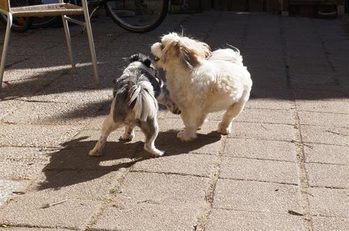 DSC03524 DSC03524