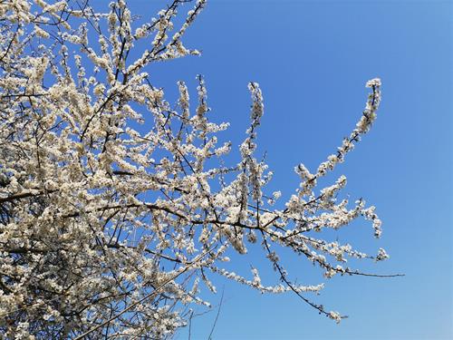 IMG_20190405_124107 IMG_20190405_124107