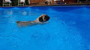 Dilba simmar i poolen 1