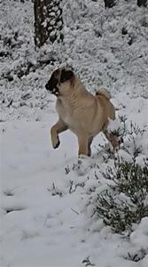 Lill-Babs i snön 1