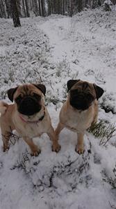 Darin och Lill-Babs i snön