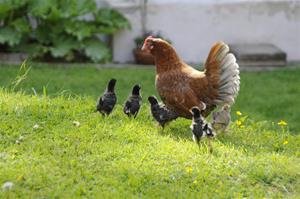 burra + kycklingar