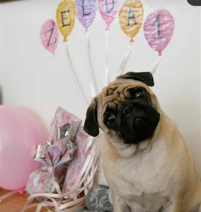 Zelda 1 år