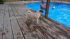 Lill-Babs vid poolen Lill-Babs vid poolen