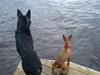 Tito & Athena spanar efter Iver som simmat ut