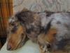 pregdogs 015