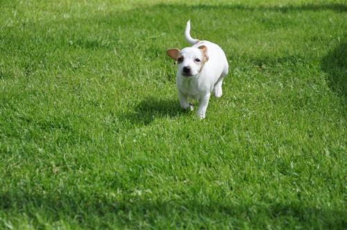 DSC_0517 DSC_0517