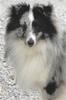 chiens-Shetland-Sheepdog-30c1a29b-4ada-92b4-459a-cd5b6999027f