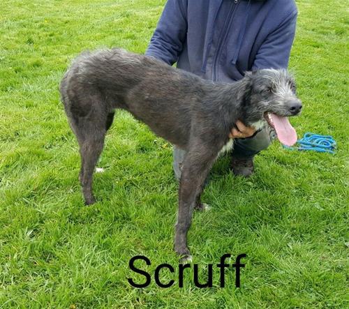 scruff 1 scruff 1