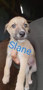 Slane