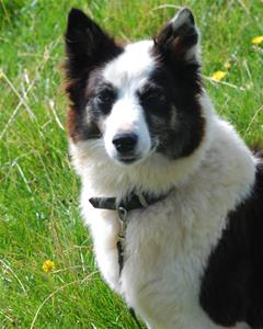 pippa wc 1