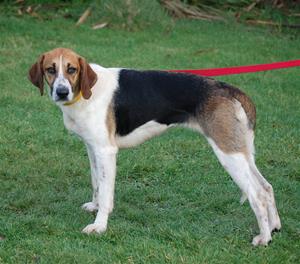 Hannah hound (5)