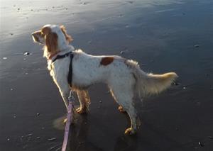 rosie 2