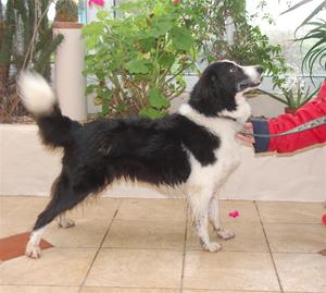 shela 167