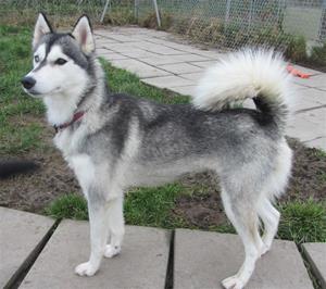skyehusky2