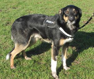 2016  mars Tyson collie wc 2