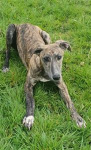 lurcher hane levi 2