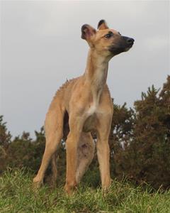 2016 mars greyson lurcher valp wc 3