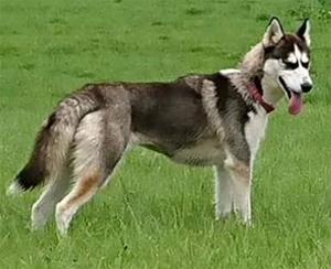 husky galway