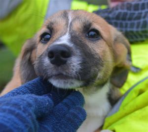 Winslet Galway SPCA