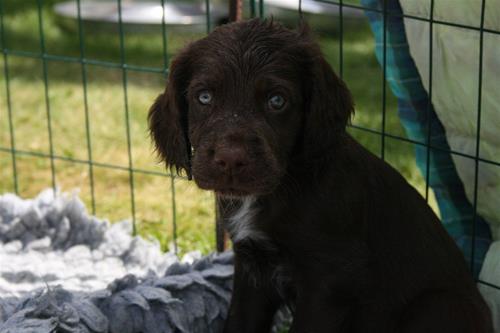 Greta
