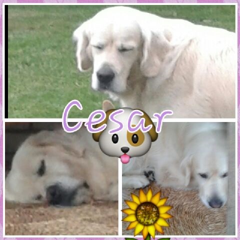 Caesar collage Caesar collage