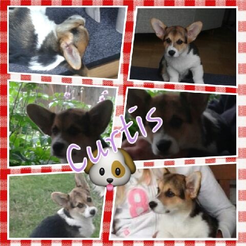 Curtis collage Curtis collage