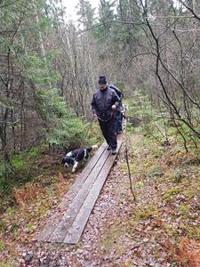 Över spångar på våta söliga marker