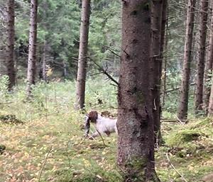 Släpspår av kanin, Släpspår av kanin,