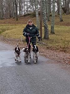 Lite draghjälp får Annika av sina hundar