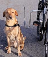 Cykelfäste Dogman