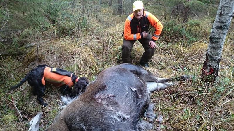 Asca älgjakt Skuttunge Asca älgjakt Skuttunge