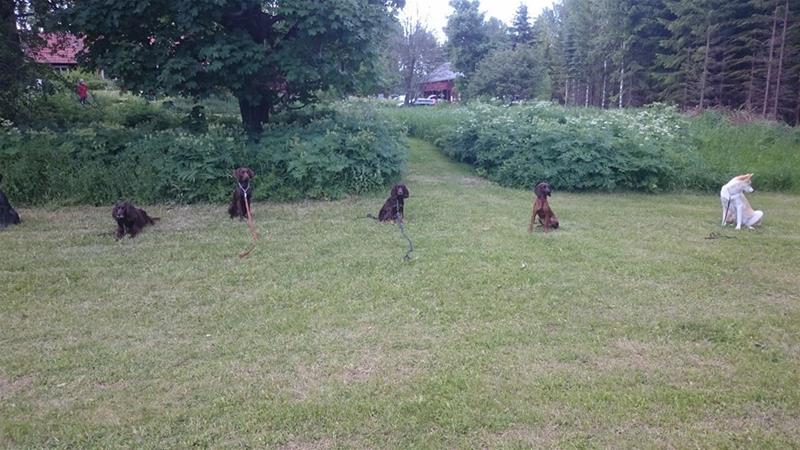 Träning Mjölängen Träning Mjölängen