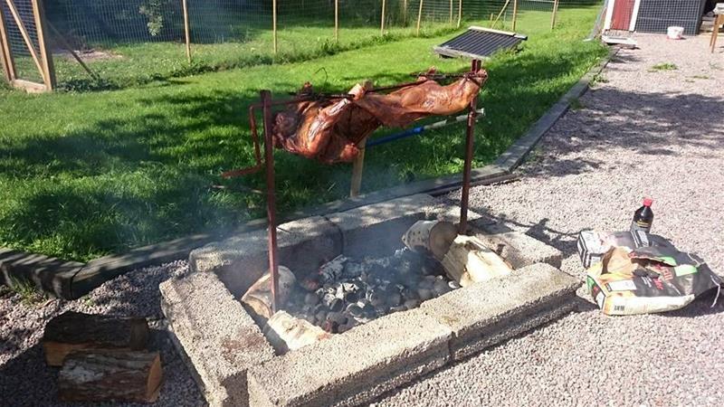 Helgrillat vildsvin Helgrillat vildsvin