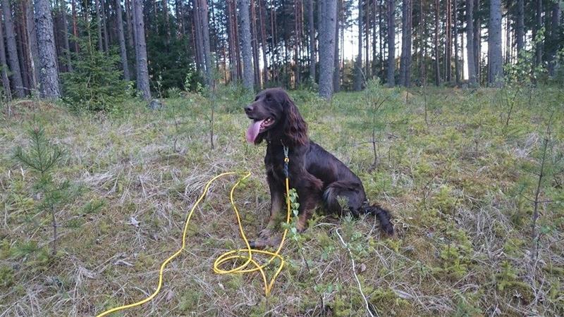 Espresso viltspårsträning 2016 Espresso viltspårsträning 2016