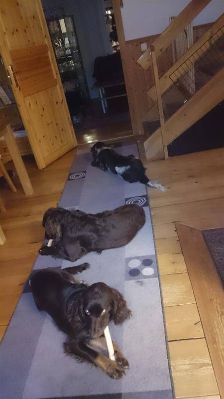 Våra hundar Våra hundar