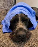 Active Canis Cooling Towel 66x43 cm