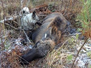 Kalv fälld för Alva 27/10-2012