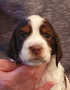 Ronja 4v Ronja 4v