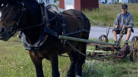 Avestas slåtterängar